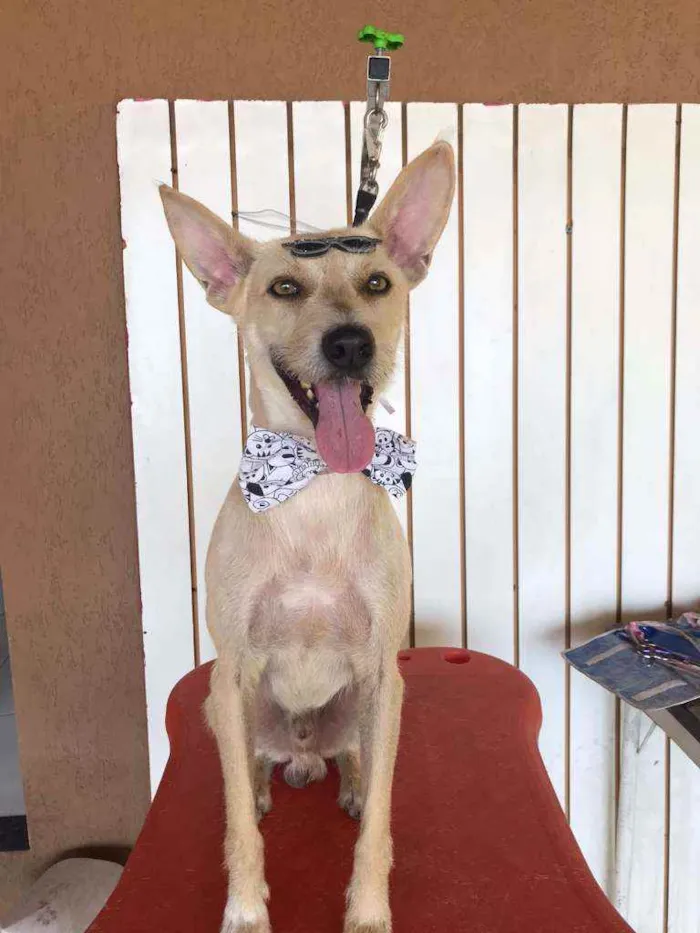 Cachorro ra a SRD idade 5 anos nome Lobinho