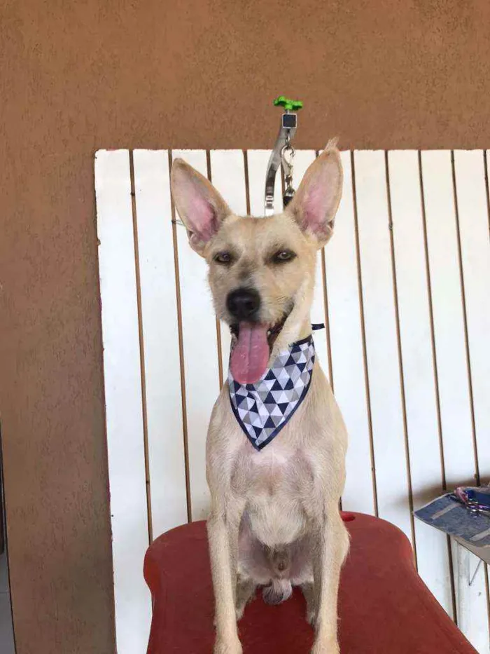 Cachorro ra a SRD idade 5 anos nome Lobinho