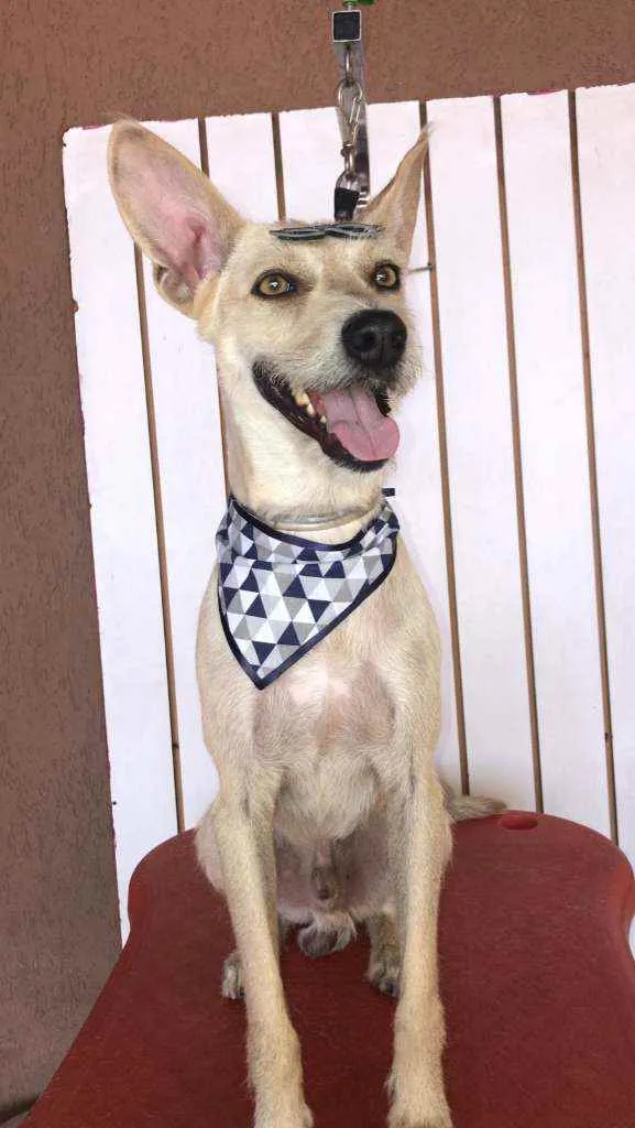 Cachorro ra a SRD idade 5 anos nome Lobinho