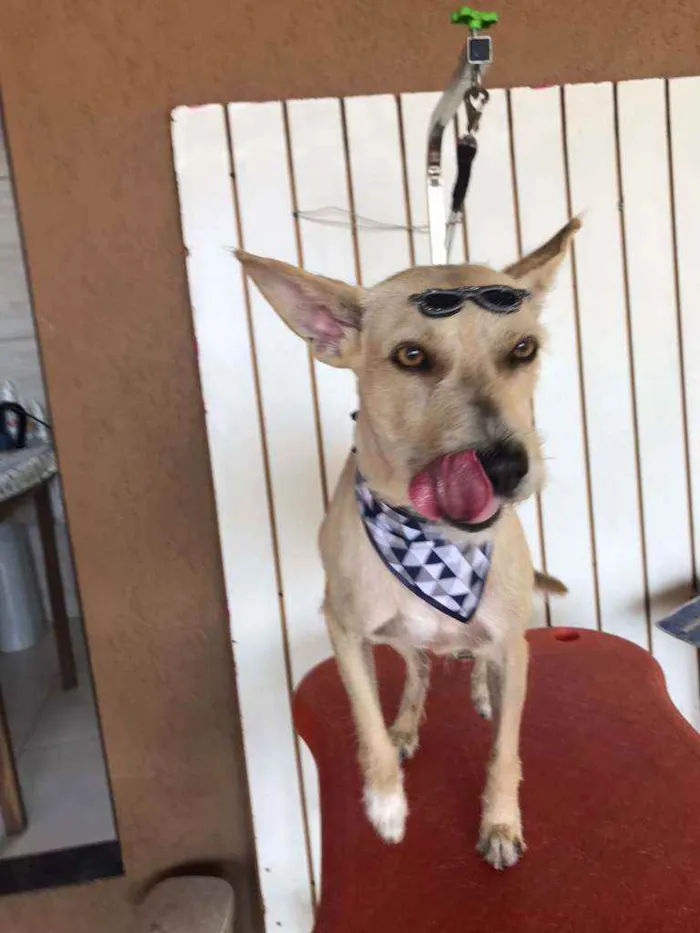 Cachorro ra a SRD idade 5 anos nome Lobinho