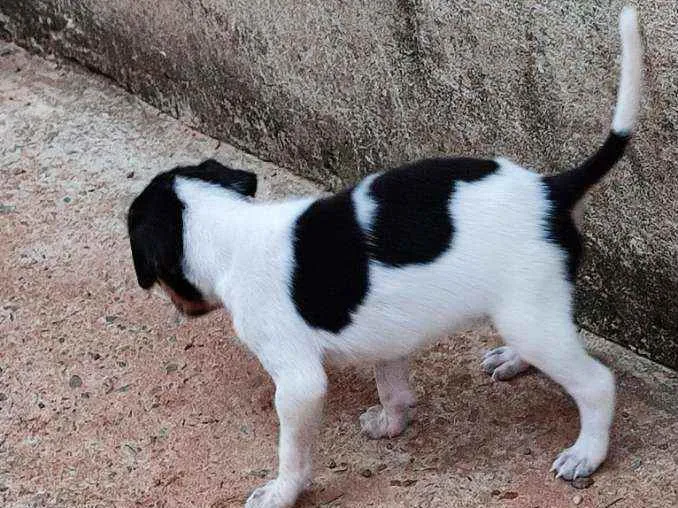 Cachorro ra a sem raça definida idade Abaixo de 2 meses nome Não tem nome 