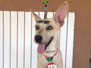 Cachorro raça SRD idade 5 anos nome Lobinho
