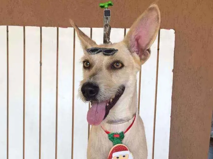 Cachorro ra a SRD idade 5 anos nome Lobinho