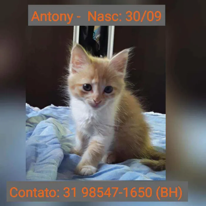 Gato raça SRD idade 2 a 6 meses nome ANTONY