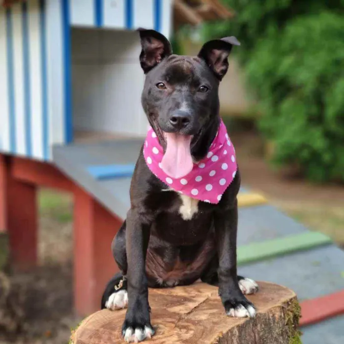 Cachorro ra a Srd idade 2 a 6 meses nome DAMA E LADY