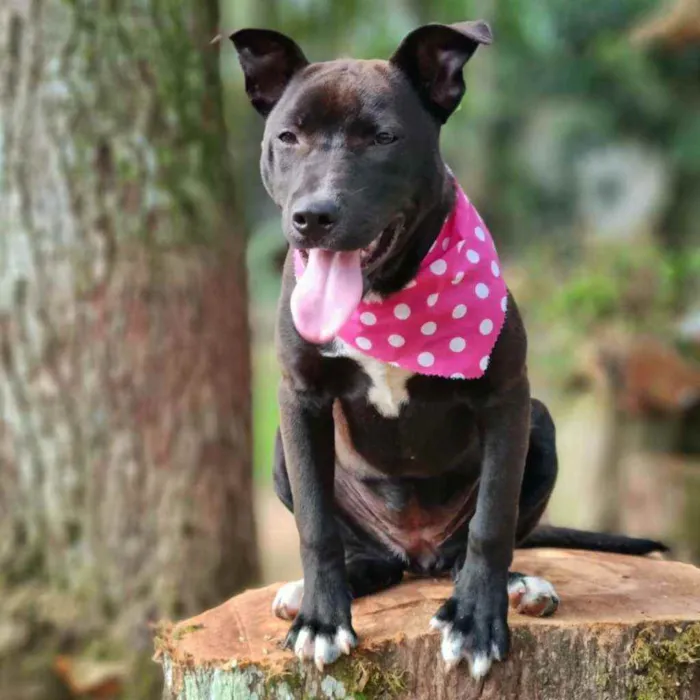 Cachorro ra a Srd idade 2 a 6 meses nome DAMA E LADY