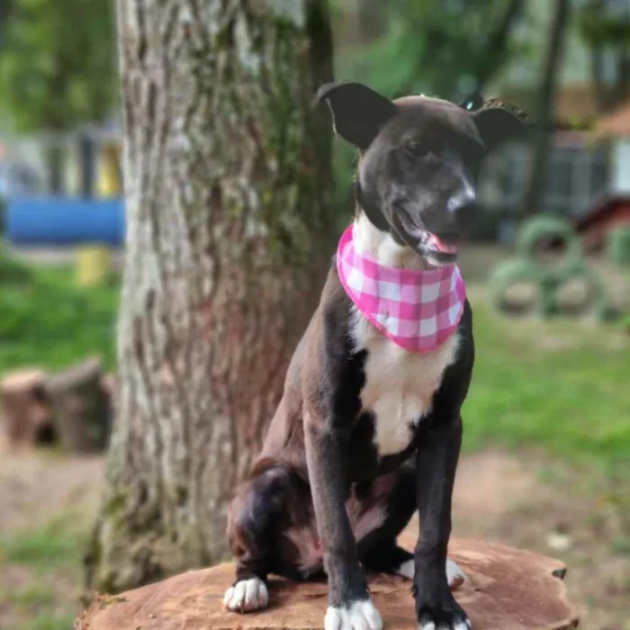 Cachorro ra a Srd idade 2 a 6 meses nome DAMA E LADY