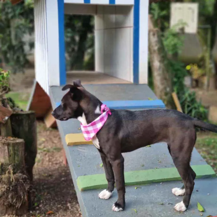 Cachorro ra a Srd idade 2 a 6 meses nome DAMA E LADY