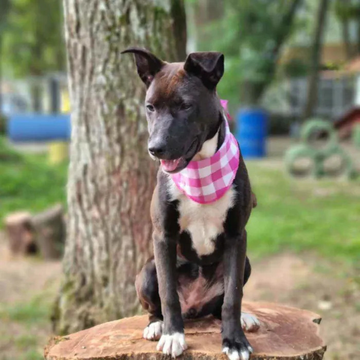 Cachorro ra a Srd idade 2 a 6 meses nome DAMA E LADY