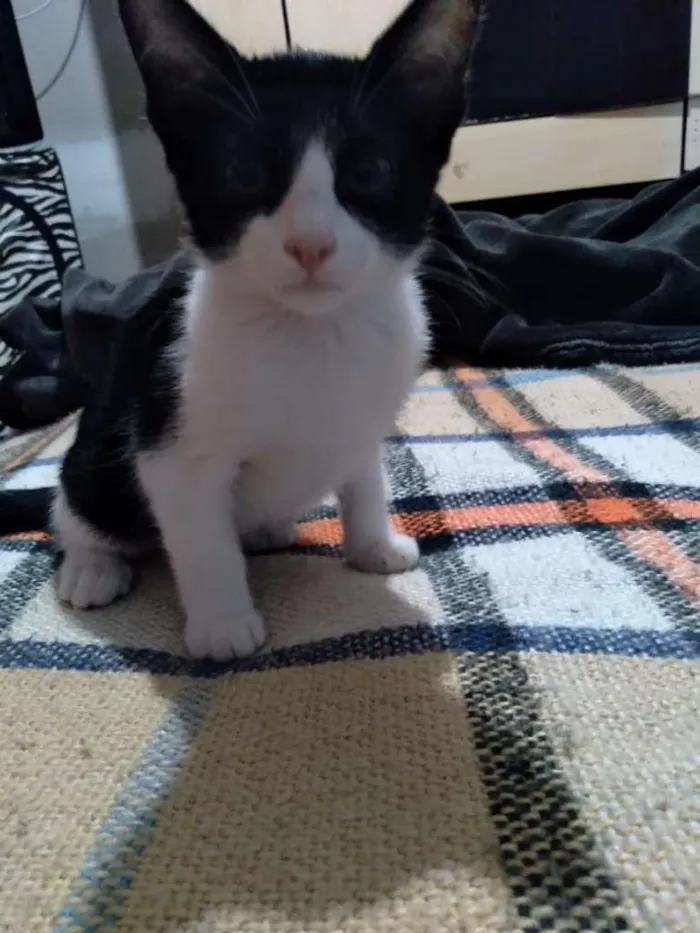 Gato ra a SRD-ViraLata idade 2 a 6 meses nome Lele