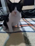 Lele