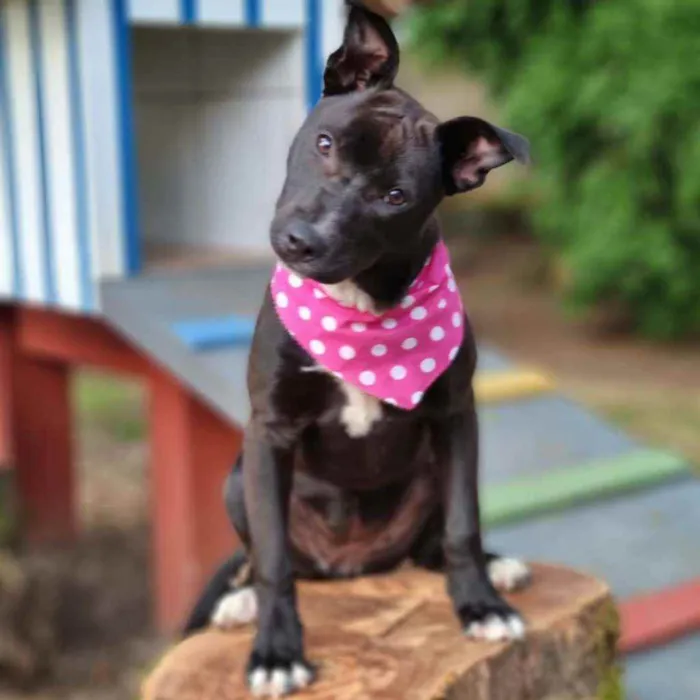 Cachorro ra a Srd idade 2 a 6 meses nome DAMA E LADY
