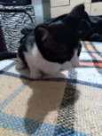 Lele