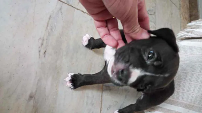 Cachorro ra a Mestiço idade Abaixo de 2 meses nome Bolota