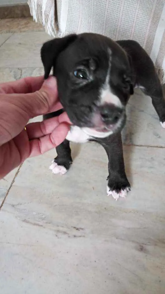 Cachorro ra a Mestiço idade Abaixo de 2 meses nome Bolota