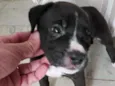 Bolota