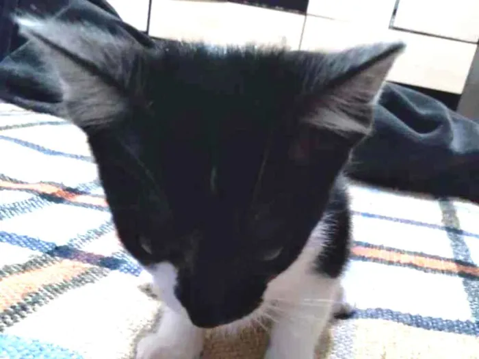 Gato ra a SRD-ViraLata idade 2 a 6 meses nome Lili