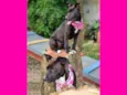 DAMA E LADY