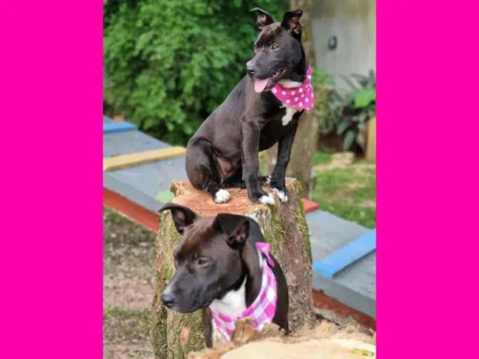 Cachorro ra a Srd idade 2 a 6 meses nome DAMA E LADY