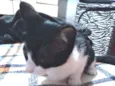 Lele