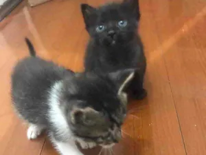Gato raça Srd idade Abaixo de 2 meses nome Sem nome 