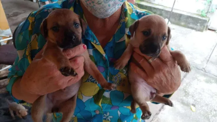 Cachorro ra a Labrador/viralata idade Abaixo de 2 meses nome Ainda não tem