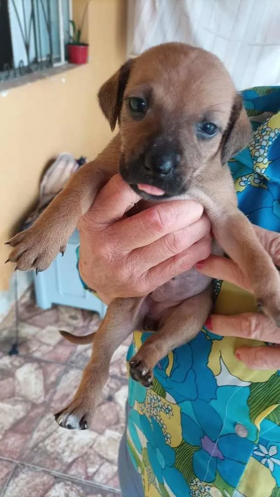 Cachorro ra a Labrador/viralata idade Abaixo de 2 meses nome Ainda não tem