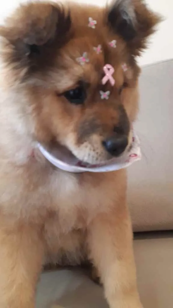 Cachorro raça Chauchau  idade 2 a 6 meses nome Channel