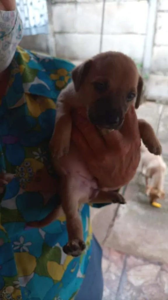 Cachorro ra a Labrador/viralata idade Abaixo de 2 meses nome Ainda não tem