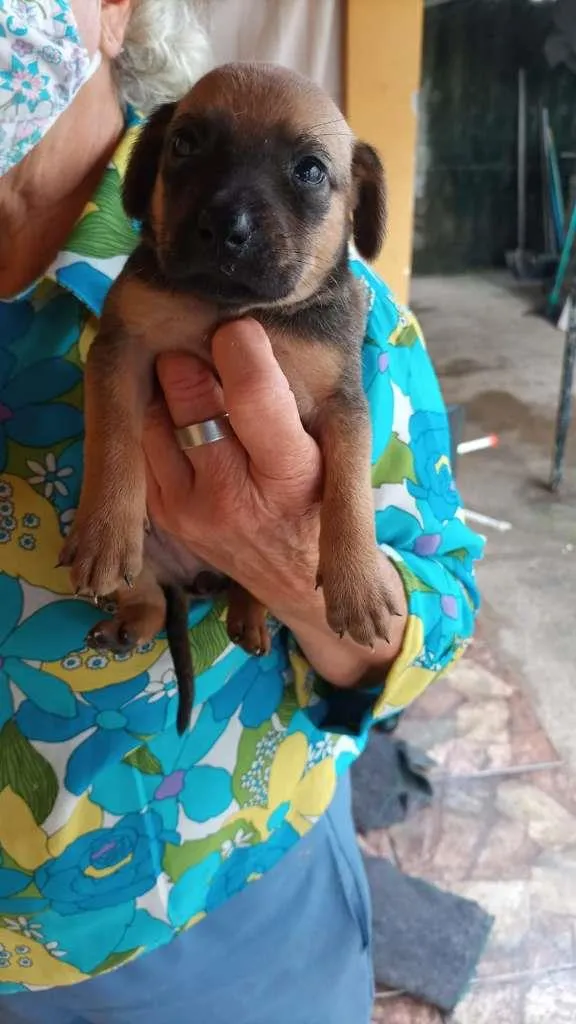 Cachorro ra a Labrador/viralata idade Abaixo de 2 meses nome Ainda não tem