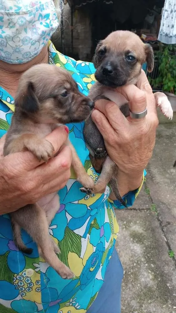 Cachorro ra a Labrador/viralata idade Abaixo de 2 meses nome Ainda não tem