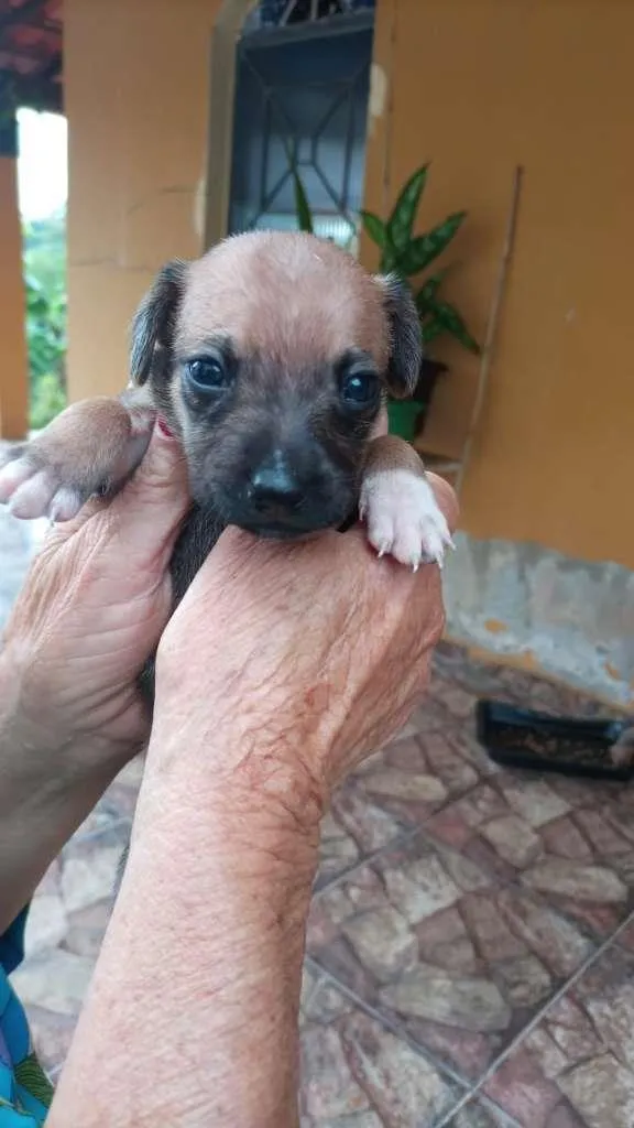 Cachorro ra a Labrador/viralata idade Abaixo de 2 meses nome Ainda não tem