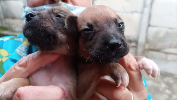 Cachorro ra a Labrador/viralata idade Abaixo de 2 meses nome Ainda não tem