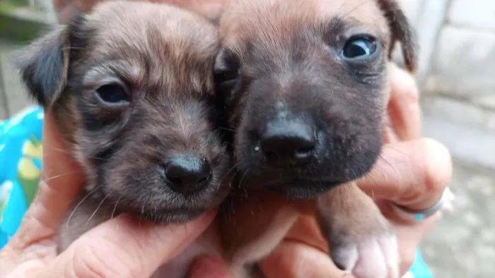 Cachorro ra a Labrador/viralata idade Abaixo de 2 meses nome Ainda não tem