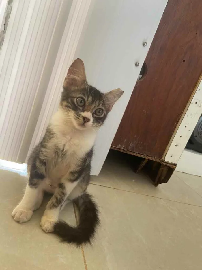 Gato raça Srd idade Abaixo de 2 meses nome Margarida castrada