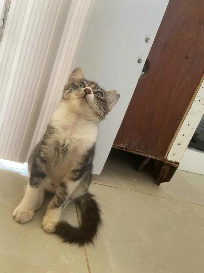 Gato raça Srd idade Abaixo de 2 meses nome Margarida castrada