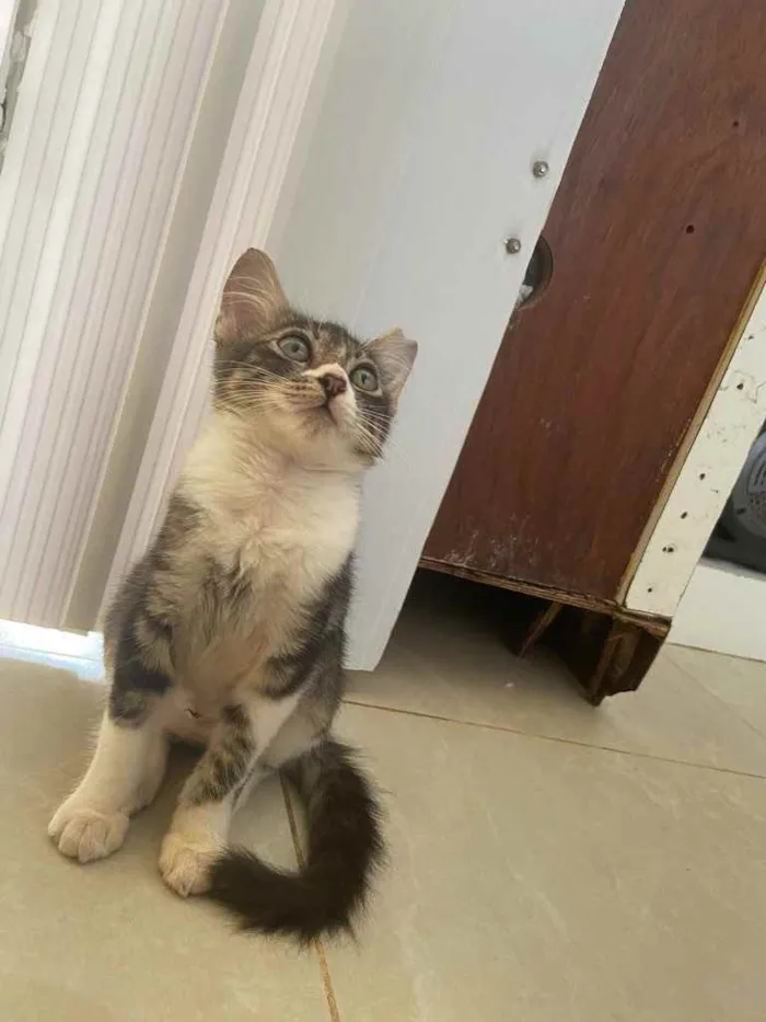 Gato raça Srd idade Abaixo de 2 meses nome Margarida castrada