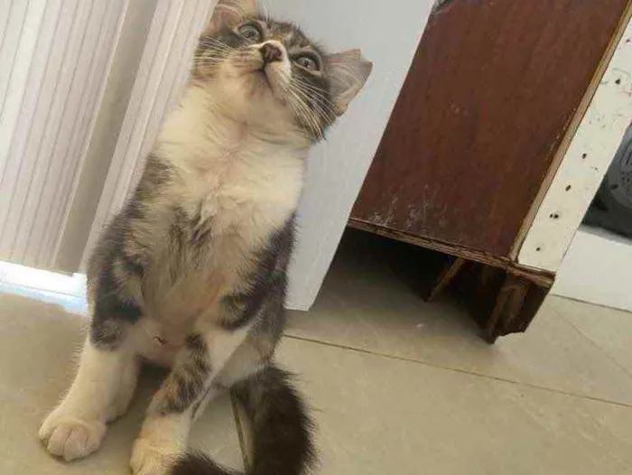 Gato raça Srd idade Abaixo de 2 meses nome Margarida castrada