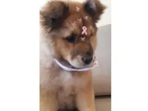 Cachorro raça Chauchau  idade 2 a 6 meses nome Channel