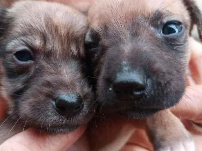 Cachorro ra a Labrador/viralata idade Abaixo de 2 meses nome Ainda não tem