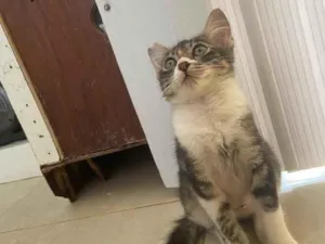 Gato raça Srd idade Abaixo de 2 meses nome Margarida castrada