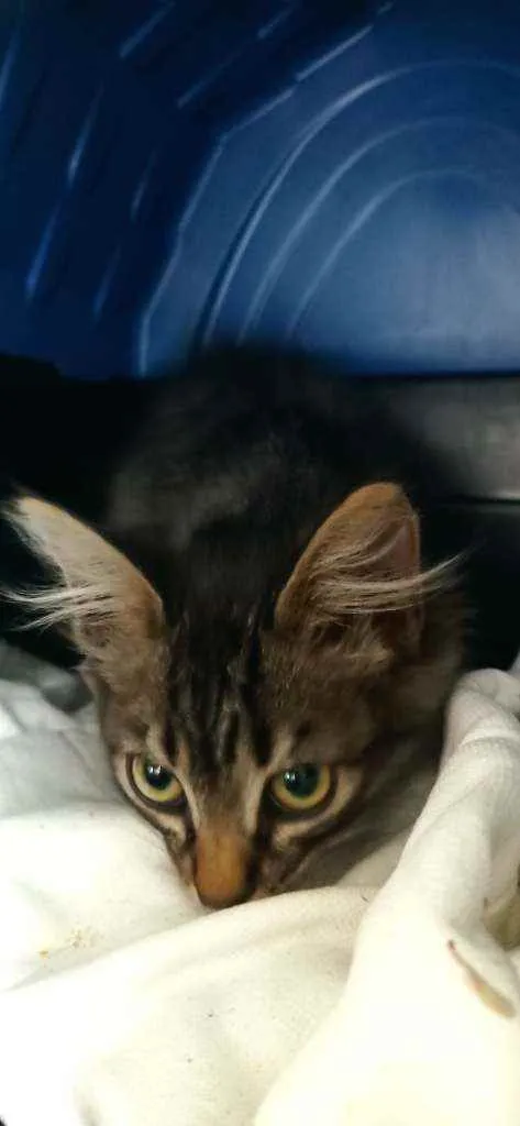 Gato ra a  idade  nome Sem nome