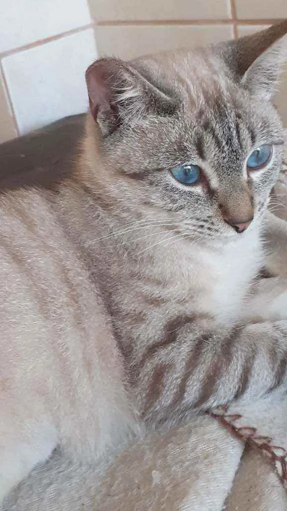 Gato ra a  idade 7 a 11 meses nome Luna