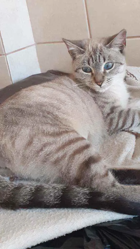 Gato ra a  idade 7 a 11 meses nome Luna