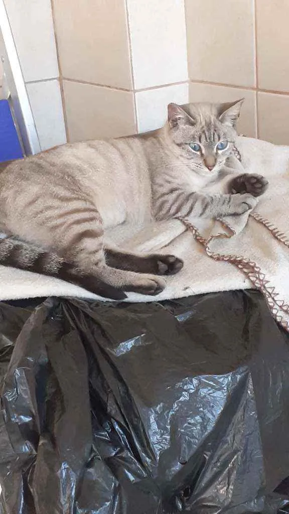 Gato ra a  idade 7 a 11 meses nome Luna