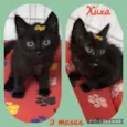 Gato raça Srd idade 2 a 6 meses nome Xuxa