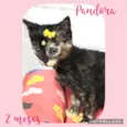 Gato raça Srd idade 2 a 6 meses nome Pandora
