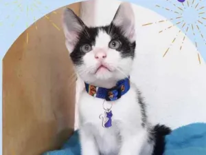 Gato raça Srd idade 2 a 6 meses nome Gatinhos filhotes 
