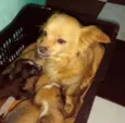 Belinha