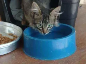 Gato raça  idade  nome Sem nome